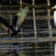 Grande Aigrette et Ibis falcinelle